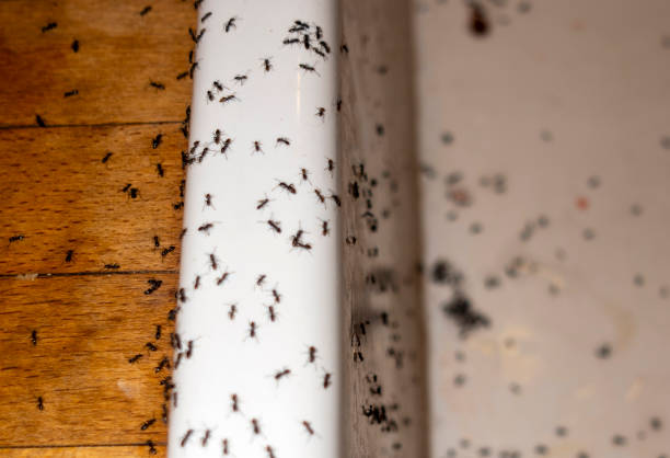 Robbins, IL Pest Control Company
