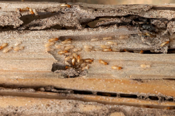 Best Exterminator Services  in Robbins, IL